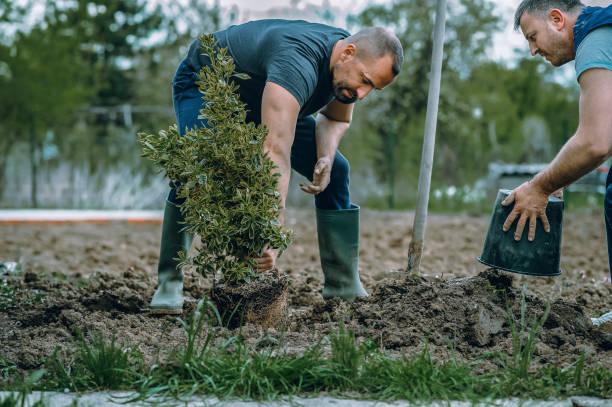 Best Commercial Tree Services  in Newark, IL